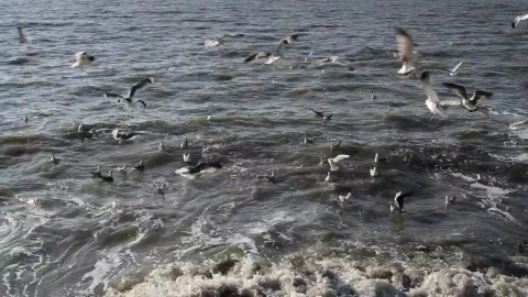 Free Stock Video Seagulls At The Shore Live Wallpaper - Free Live Wallpaper