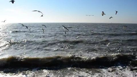 Free Stock Video Seagulls Feeding In The Shallows Live Wallpaper - Free Live Wallpaper