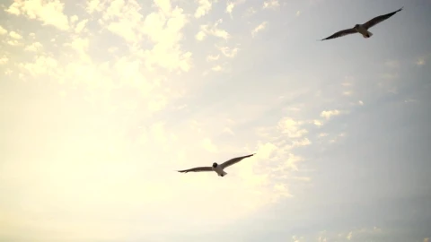 Free Stock Video Seagulls Coming In To Land Live Wallpaper - Free Live Wallpaper