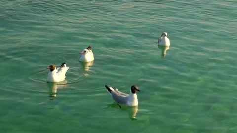 Free Stock Video Seagulls Floating On The Water Live Wallpaper - Free Live Wallpaper