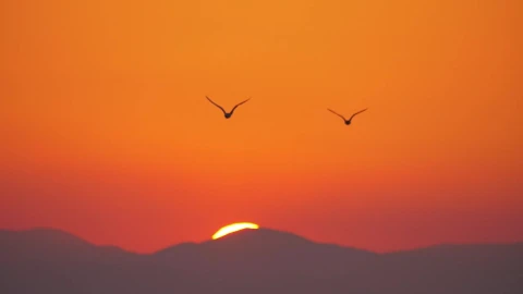 Free Stock Video Seagulls Flying Against A Bright Orange Sky Live Wallpaper - Free Live Wallpaper
