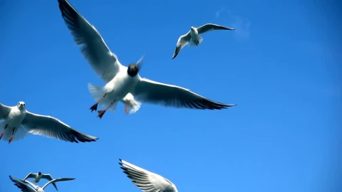 Free Stock Video Seagulls Fly Trying To Catch Food Live Wallpaper - Free Live Wallpaper