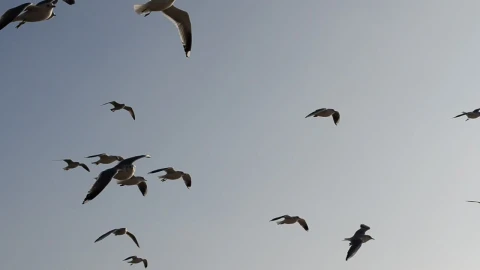 Free Stock Video Seagulls Flying Against The Wind Live Wallpaper - Free Live Wallpaper
