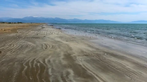 Free Stock Video Seagulls Flying At The Beach Live Wallpaper - Free Live Wallpaper