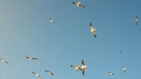 Free Stock Video Seagulls Flying Around A Feeding Area Live Wallpaper - Free Live Wallpaper