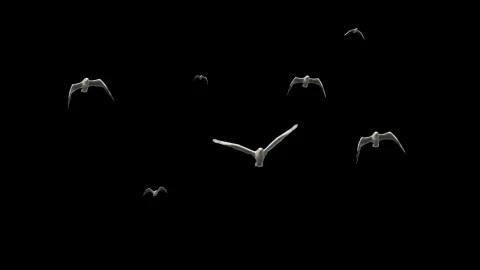 Free Stock Video Seagulls Flying In Black Background Live Wallpaper - Free Live Wallpaper