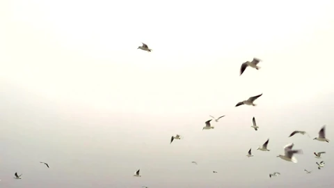 Free Stock Video Seagulls Flying In A Clear Sky Live Wallpaper - Free Live Wallpaper