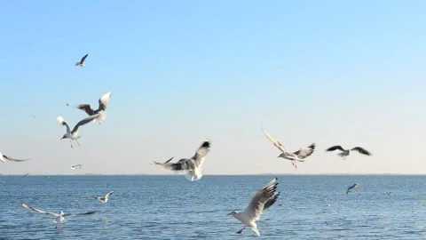 Free Stock Video Seagulls Flying In Front Of The Sea On A Sunny Live Wallpaper - Free Live Wallpaper