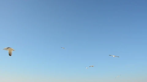 Free Stock Video Seagulls Flying In The Clear Sky Live Wallpaper - Free Live Wallpaper