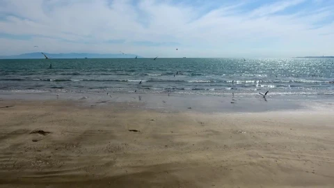 Free Stock Video Seagulls Flying On A Deserted Beach Live Wallpaper - Free Live Wallpaper