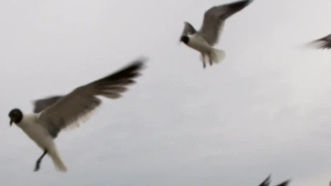 Free Stock Video Seagulls Flying On A Rainy Day Live Wallpaper - Free Live Wallpaper