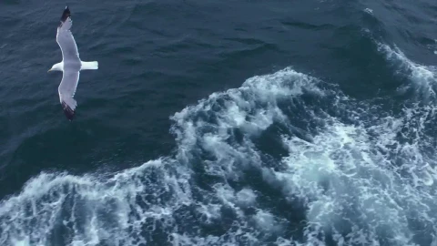 Free Stock Video Seagulls Flying Over The Sea Tracking Shot Live Wallpaper - Free Live Wallpaper