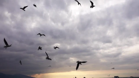 Free Stock Video Seagulls Flying Over The Sea Before The Storm Live Wallpaper - Free Live Wallpaper