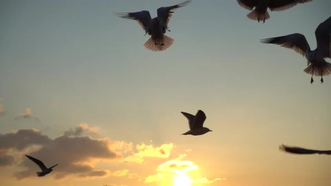 Free Stock Video Seagulls Flying Over The Sky At Sunset Live Wallpaper - Free Live Wallpaper
