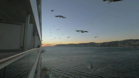 Free Stock Video Seagulls Following A Passenger Ship Live Wallpaper - Free Live Wallpaper
