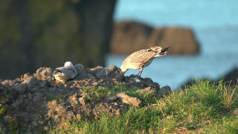 Free Stock Video Seagulls In Nature Live Wallpaper - Free Live Wallpaper
