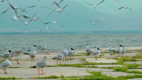 Free Stock Video Seagulls On The Boardwalk With The Sea In The Background Live Wallpaper - Free Live Wallpaper