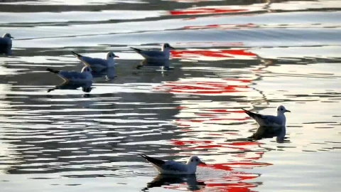 Free Stock Video Seagulls Resting In The Water Live Wallpaper - Free Live Wallpaper