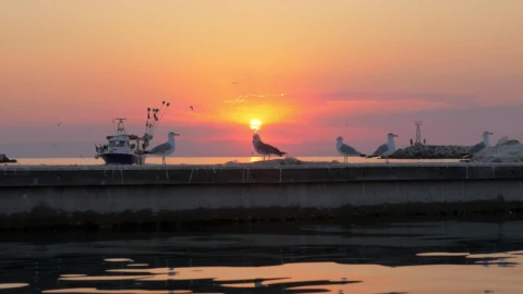 Free Stock Video Seagulls Standing On A Pier Live Wallpaper - Free Live Wallpaper