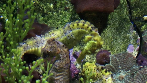 Free Stock Video Seahorses In A Fish Tank Close Up Live Wallpaper - Free Live Wallpaper