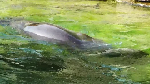 Free Stock Video Seal In The Water Live Wallpaper - Free Live Wallpaper