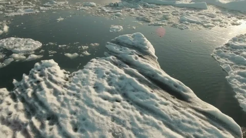 Free Stock Video Seals Swimming In Water Covered With Ice Live Wallpaper - Free Live Wallpaper