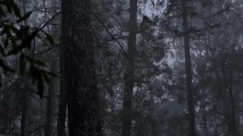 Free Stock Video Seasonal Snow Logo Reveal Live Wallpaper - Free Live Wallpaper