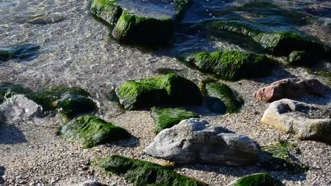 Free Stock Video Seaweed Covering Small Rocks Live Wallpaper - Free Live Wallpaper