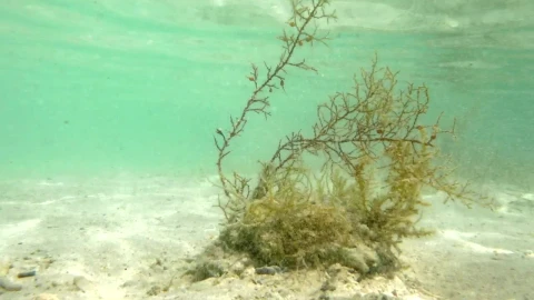 Free Stock Video Seaweed Growing In The Shallows Live Wallpaper - Free Live Wallpaper