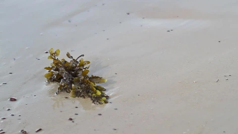 Free Stock Video Seaweed Left On The Shore Live Wallpaper - Free Live Wallpaper