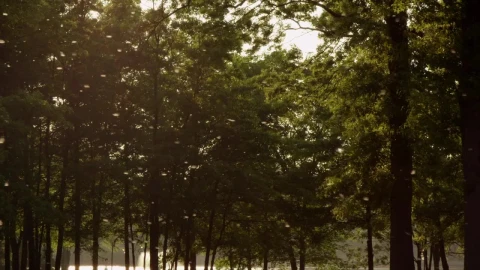Free Stock Video Seeds Blowing Through Woodland Live Wallpaper - Free Live Wallpaper