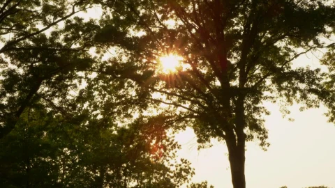 Free Stock Video Seeds Blowing In The Wind Live Wallpaper - Free Live Wallpaper