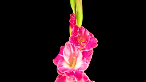 Free Stock Video Several Flowers On A Stem Slowly Opening Live Wallpaper - Free Live Wallpaper