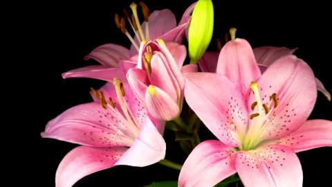 Free Stock Video Several Pink Lily Flowers Opening Live Wallpaper - Free Live Wallpaper