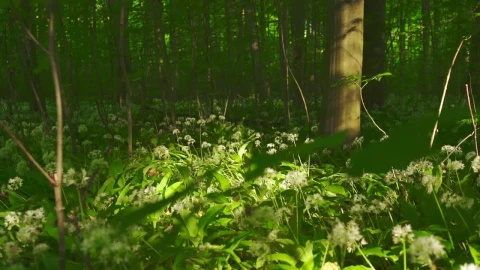 Free Stock Video Shadows Across The Forest Floor Live Wallpaper - Free Live Wallpaper