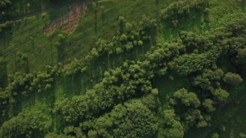 Free Stock Video Shadows Across Woodland Live Wallpaper - Free Live Wallpaper