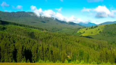 Free Stock Video Shadows Of The Clouds Above A Large Pine Forest Live Wallpaper - Free Live Wallpaper
