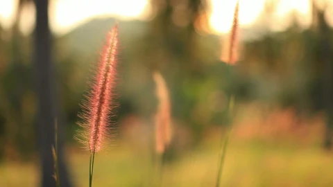 Free Stock Video Shallow Focus Of A Field In Autumn Live Wallpaper - Free Live Wallpaper