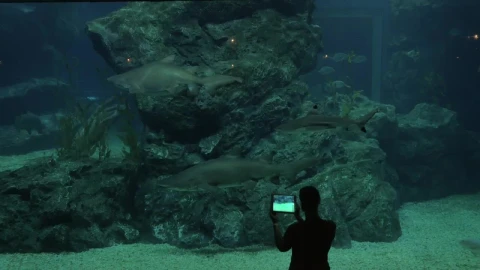 Free Stock Video Sharks In A Large Tank  LargeLive Wallpaper - Free Live Wallpaper