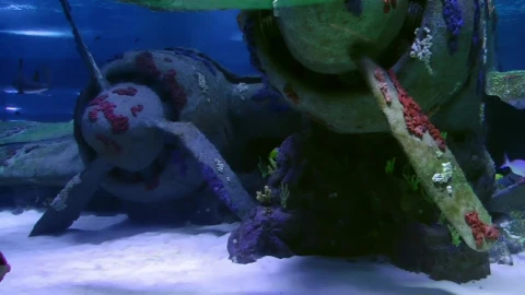 Free Stock Video Sharks Swimming At The Seabed Live Wallpaper - Free Live Wallpaper