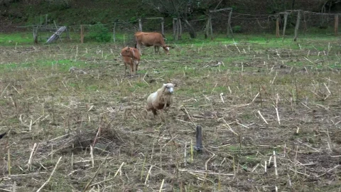 Free Stock Video Sheep And Calf Cow Fighting In The Field Live Wallpaper - Free Live Wallpaper