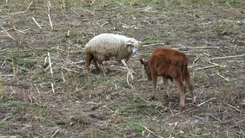Free Stock Video Sheep And Calf Fighting In The Field Live Wallpaper - Free Live Wallpaper