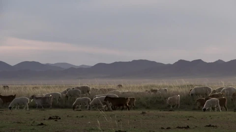 Free Stock Video Sheep And Goats Walking Through Grass Field Live Wallpaper - Free Live Wallpaper