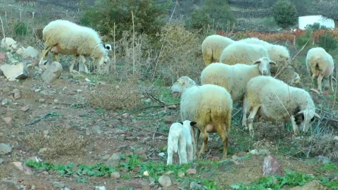 Free Stock Video Sheep And Lambs In The Countryside Live Wallpaper - Free Live Wallpaper