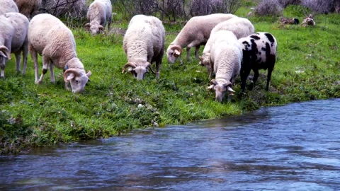 Free Stock Video Sheep Eating Grass On The Bank Of A River Live Wallpaper - Free Live Wallpaper