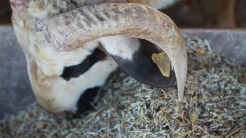 Free Stock Video Sheep Eating Very Close View Live Wallpaper - Free Live Wallpaper