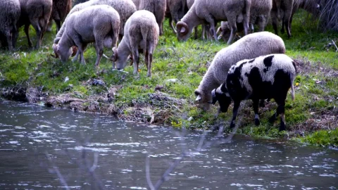Free Stock Video Sheep Grazing By A River Live Wallpaper - Free Live Wallpaper