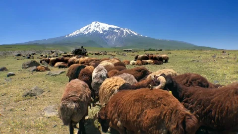 Free Stock Video Sheep Grazing In The Mountain Valley Live Wallpaper - Free Live Wallpaper