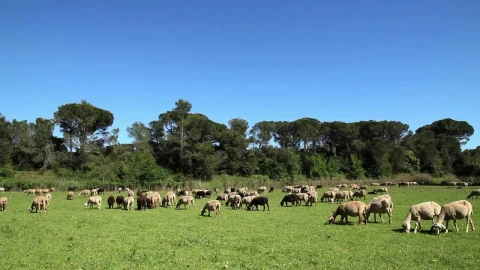 Free Stock Video Sheep Grazing On The Farm Live Wallpaper - Free Live Wallpaper