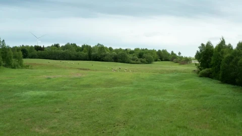 Free Stock Video Sheep In A Pasture Live Wallpaper - Free Live Wallpaper